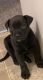 Other Puppies for sale in Toledo, OH, USA. price: NA