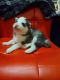 Other Puppies for sale in 10603 E Jewell Ave, Aurora, CO 80012, USA. price: NA