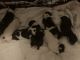 Other Puppies for sale in Lansdowne, PA 19050, USA. price: NA