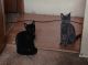 Other Cats for sale in Columbia, MO 65201, USA. price: $35