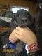 Other Puppies for sale in Hesston, KS 67062, USA. price: NA