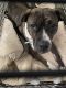 Other Puppies for sale in Hammond, LA, USA. price: NA