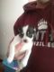 Other Puppies for sale in Kennewick, WA, USA. price: $200