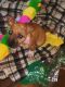 Other Puppies for sale in Akron, OH, USA. price: NA