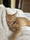 Other Cats for sale in Trenton, NJ, USA. price: $350