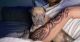 Other Puppies for sale in New York, NY, USA. price: NA