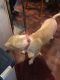 Other Puppies for sale in Milwaukee, WI, USA. price: NA