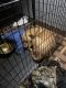 Other Puppies for sale in 1660 Ribaut Rd, Port Royal, SC 29935, USA. price: NA
