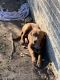 Other Puppies for sale in Baton Rouge, LA, USA. price: NA