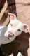 Other Puppies for sale in Colorado Springs, CO, USA. price: NA