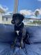 Other Puppies for sale in 10536 Parker's Landing Dr, Town 'N' Country, FL 33615, USA. price: NA