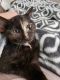 Other Cats for sale in Loveland, OH, USA. price: $250
