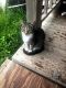 Other Cats for sale in 15740 Old Houston Rd, Conroe, TX 77302, USA. price: NA