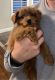 Other Puppies for sale in St. George, UT, USA. price: NA
