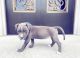 Other Puppies for sale in California City, CA, USA. price: NA