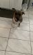 Other Puppies for sale in Hampton, VA 23666, USA. price: NA