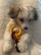 Other Puppies for sale in Peoria, AZ, USA. price: NA