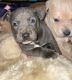 Other Puppies for sale in Tucson, AZ, USA. price: NA