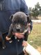 Other Puppies for sale in Lexington, KY, USA. price: NA