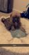 Other Puppies for sale in Kent, WA, USA. price: $500