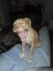Other Puppies for sale in Prestonsburg, KY 41653, USA. price: NA
