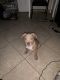 Other Puppies for sale in North Miami, FL, USA. price: NA