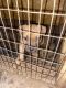 Other Puppies for sale in New Oxford, PA 17350, USA. price: NA