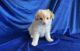 Other Puppies for sale in Los Angeles, CA, USA. price: NA
