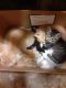 Other Cats for sale in Mexico, NY 13114, USA. price: NA