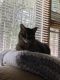 Other Cats for sale in Wausau, WI 54401, USA. price: NA