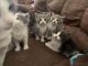 Other Cats for sale in Mountain Home, AR, USA. price: NA