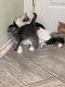 Other Cats for sale in 24620 Russell Rd, Kent, WA 98032, USA. price: NA