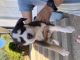 Other Puppies for sale in Auburn, CA, USA. price: $350