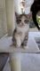 Other Cats for sale in Plumas Lake, CA 95961, USA. price: $40