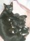 Other Cats for sale in North Port, FL, USA. price: NA
