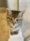 Other Cats for sale in Royse City, TX, USA. price: NA