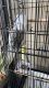 Other Birds for sale in NEW PRT RCHY, FL 34654, USA. price: $150