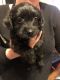 Other Puppies for sale in Allen Park, MI 48101, USA. price: NA