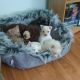 Other Puppies for sale in Tacoma, WA, USA. price: $1,000