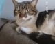 Other Cats for sale in 1120 NE Ridgeview Dr, Lee's Summit, MO 64086, USA. price: NA