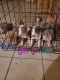 Other Puppies for sale in Mojave, CA 93501, USA. price: NA