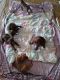 Other Puppies for sale in Phenix City, AL 36869, USA. price: NA