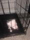 Other Puppies for sale in Houston, TX 77077, USA. price: NA