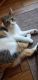 Other Cats for sale in Orland Park, IL, USA. price: $200