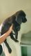Other Puppies for sale in Elizabethtown, KY, USA. price: NA