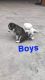 Other Puppies for sale in Del Valle, TX 78617, USA. price: NA