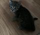 Other Cats for sale in Columbus, OH 43201, USA. price: NA