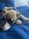 Other Puppies for sale in Suffolk, VA, USA. price: NA