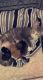 Other Cats for sale in Fond du Lac, WI, USA. price: NA