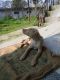 Other Puppies for sale in Hamirpur, Himachal Pradesh, India. price: 500 INR